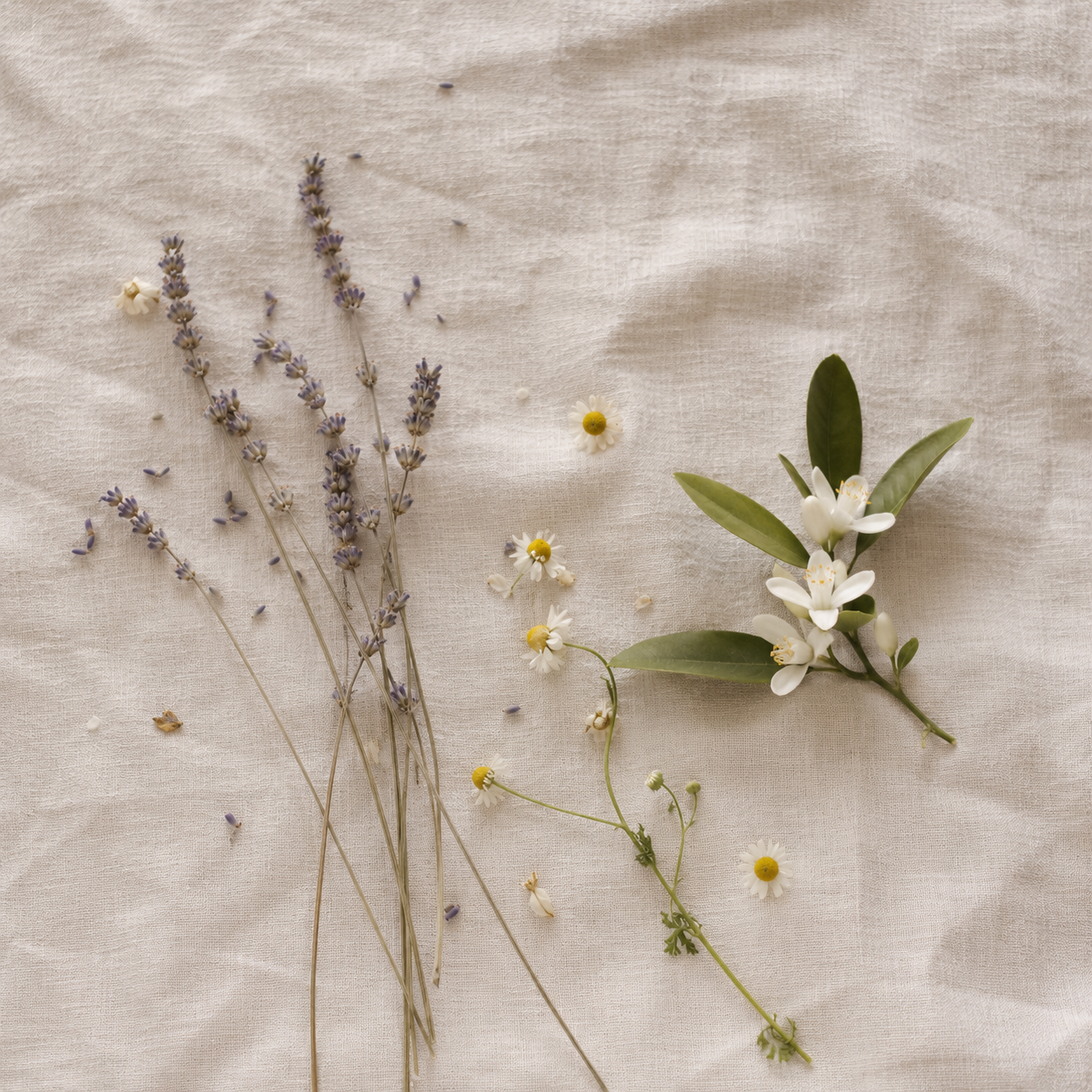 Herbs and flowers on a textured beige surface